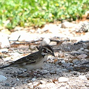 Lark Sparrow, Neals Lodge, Concan, Texas